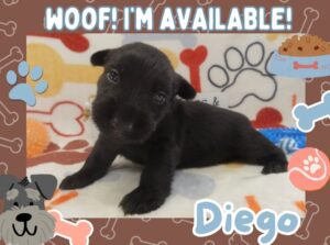 Home 10 Diego 4wk FT