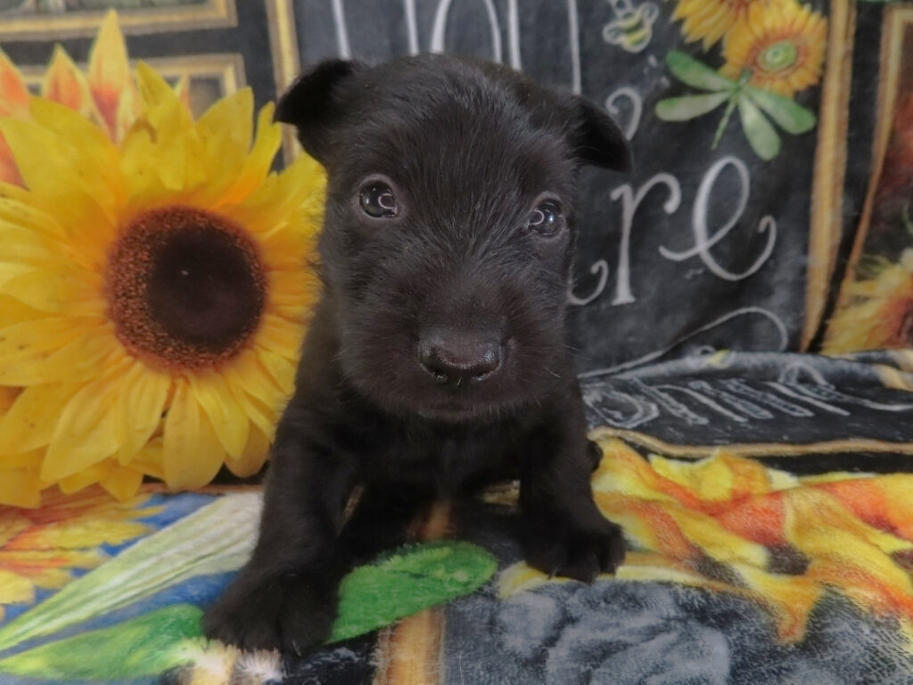 Diego 5wk 1