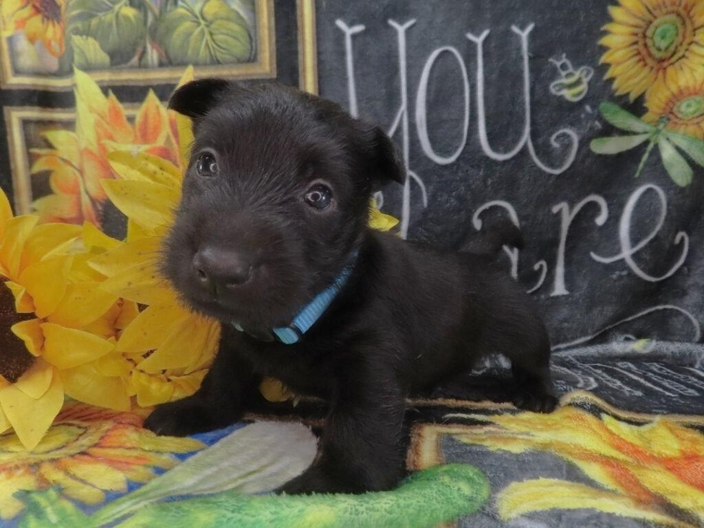 Diego 5wk 2