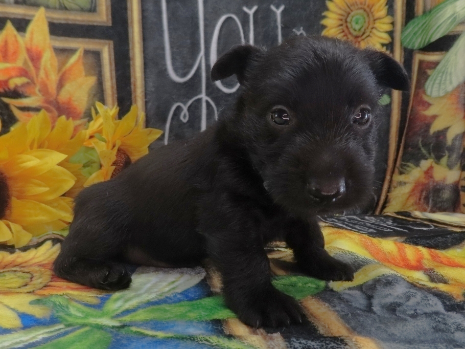 Diego 5wk 3
