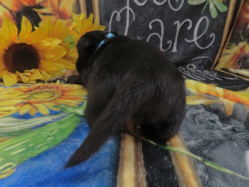 Diego 5wk 4