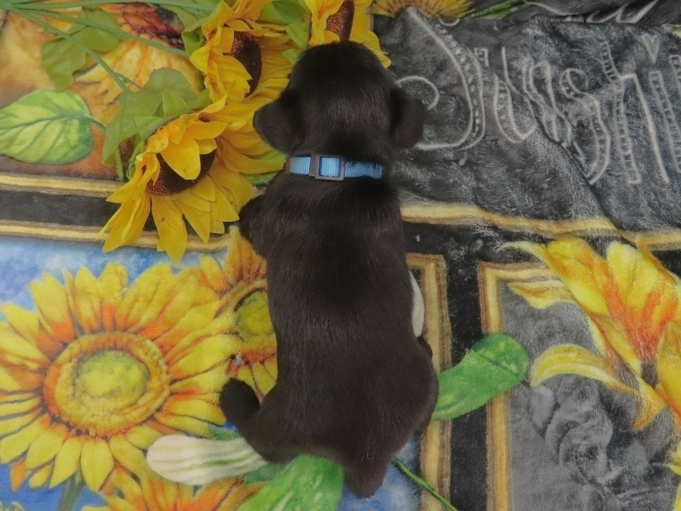 Diego 5wk 5