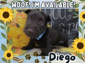 Home 10 Diego 5wk FT