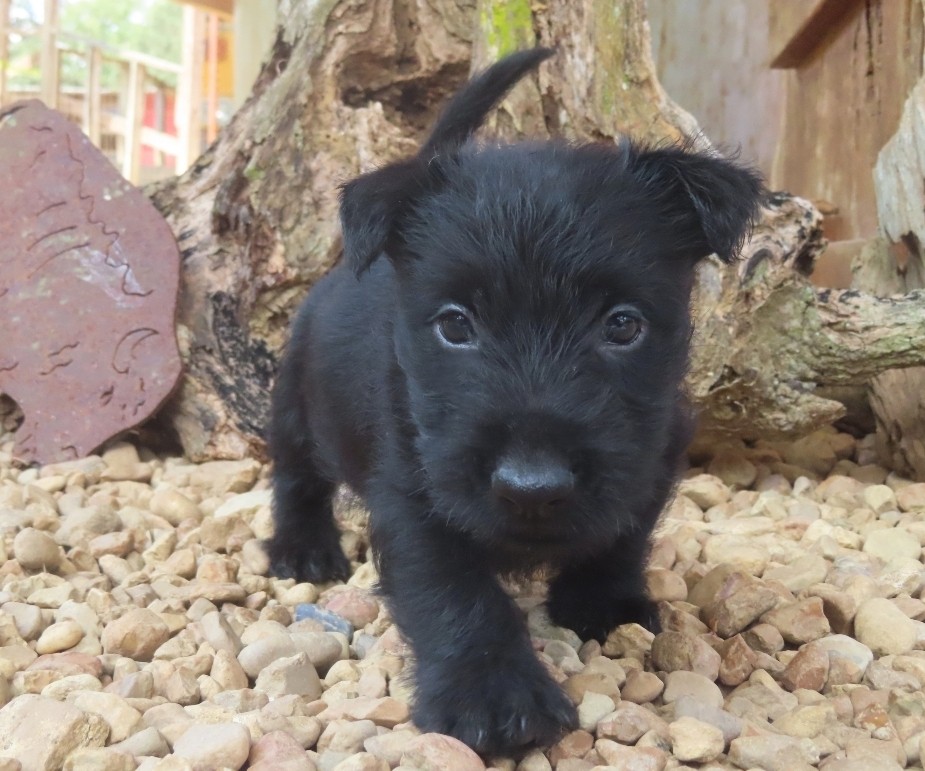 Diego 6wk 1