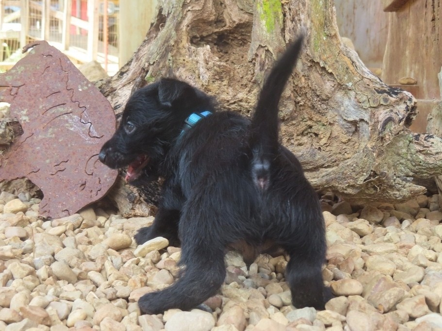 Diego 6wk 4