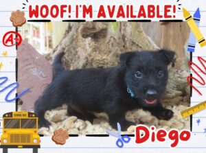 Home 10 Diego 6wk FT 1