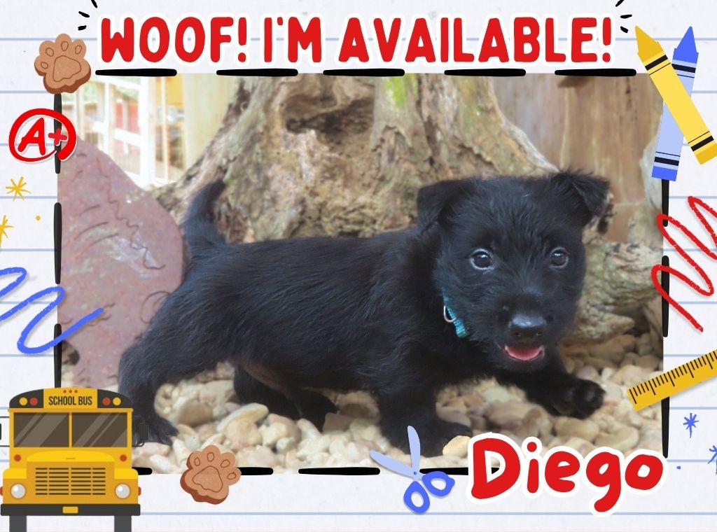 Diego 6wk FT 1
