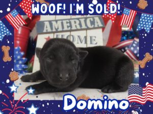 Domino 1wk FT 3