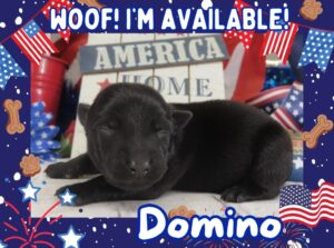 Domino 1wk FT