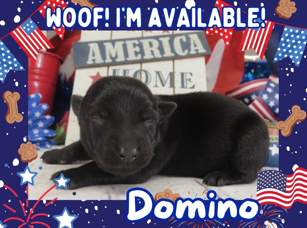 Domino 1wk FT