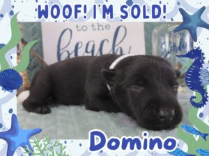 Home 9 Domino 2wk FT 3