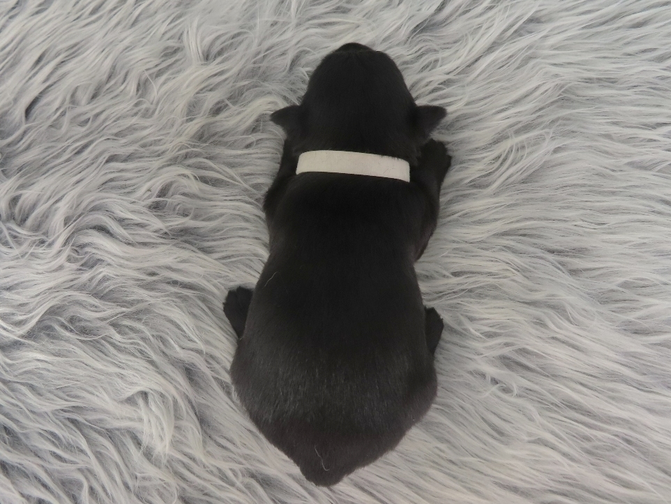 Domino 3wk 5