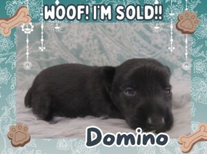Home 12 Domino 3wk FT 3