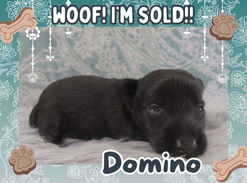 Domino 3wk FT 3