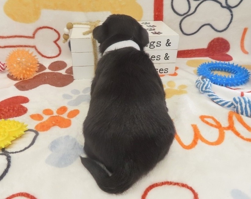 Domino 4wk 4