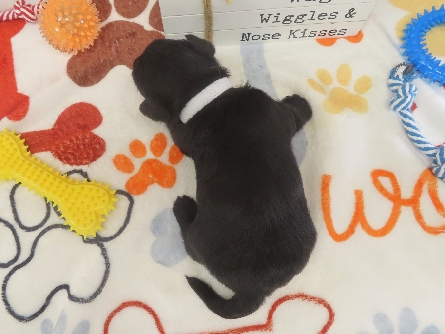Domino 4wk 5