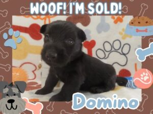 Home 12 Domino 4wk FT 3