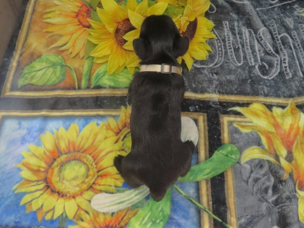 Domino 5wk 3