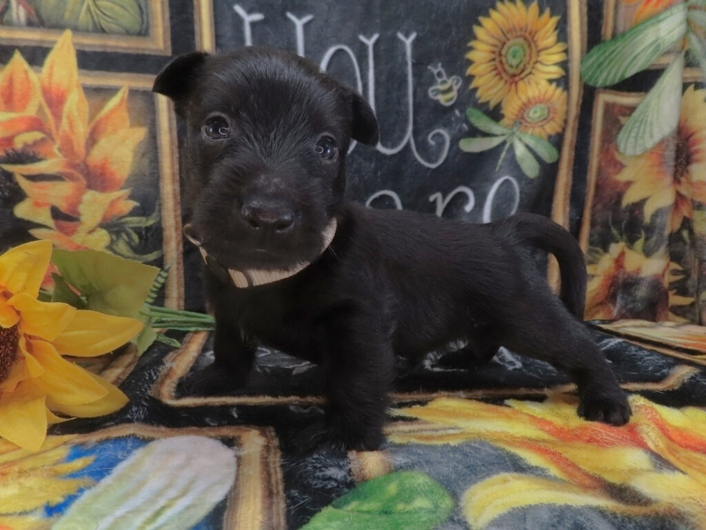 Domino 5wk 5
