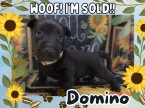Home 12 Domino 5wk FT 3