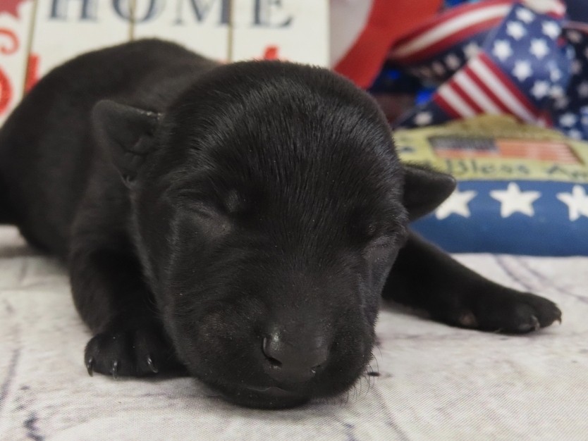Dora 1wk 1