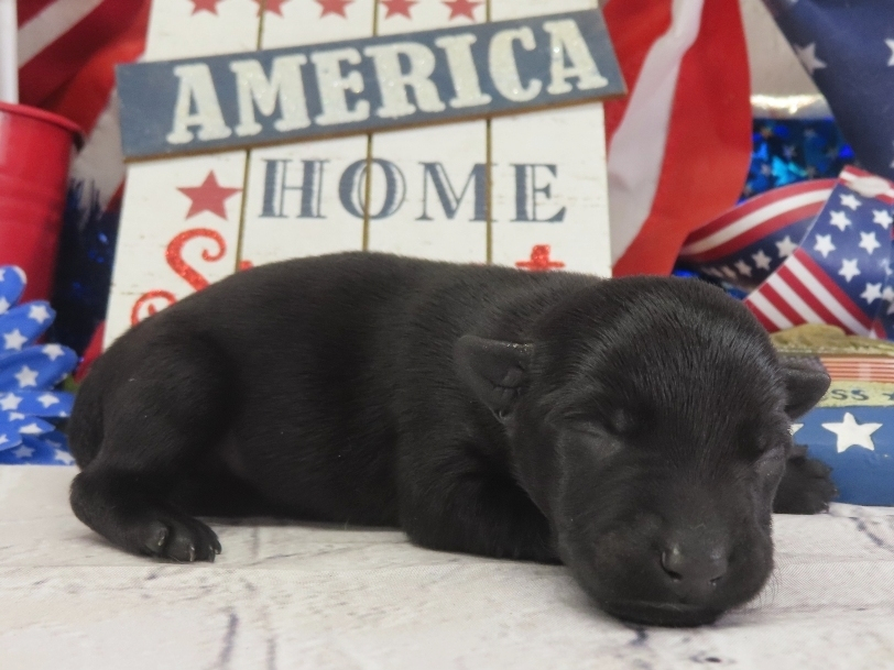 Dora 1wk 3