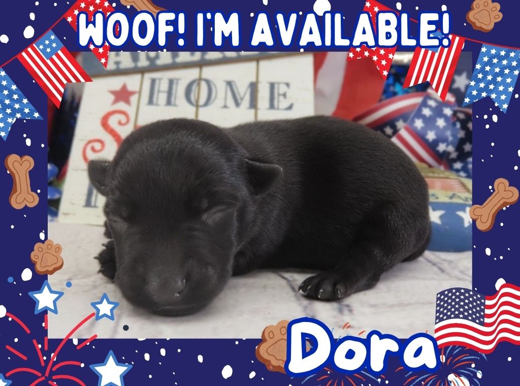 Dora 1wk FT