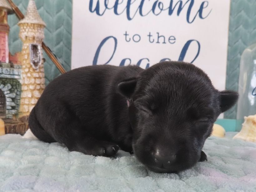 Dora 2wk 3