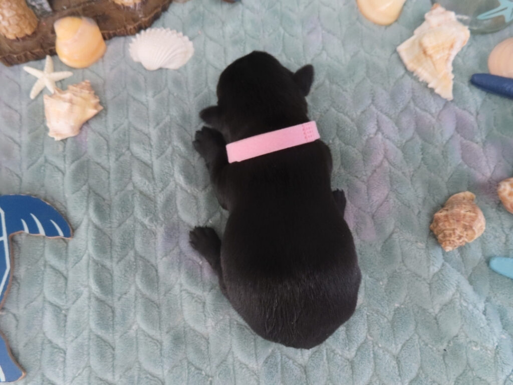 Dora 2wk 4