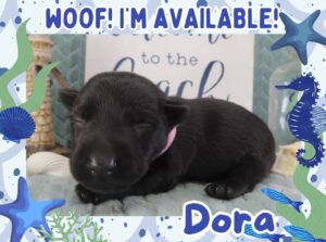 Home 3 Dora 2wk FT