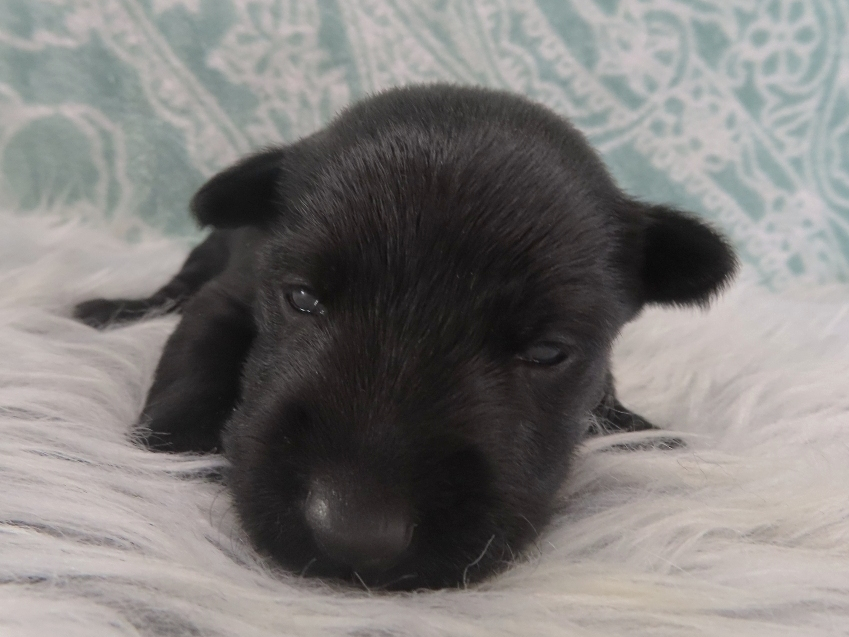 Dora 3wk 1