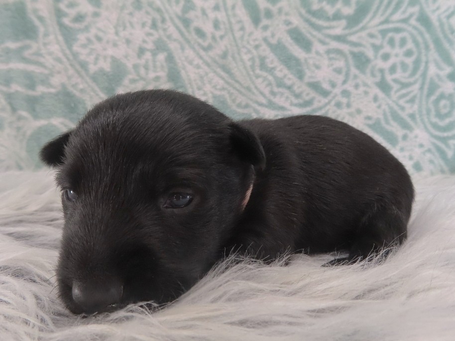 Dora 3wk 2
