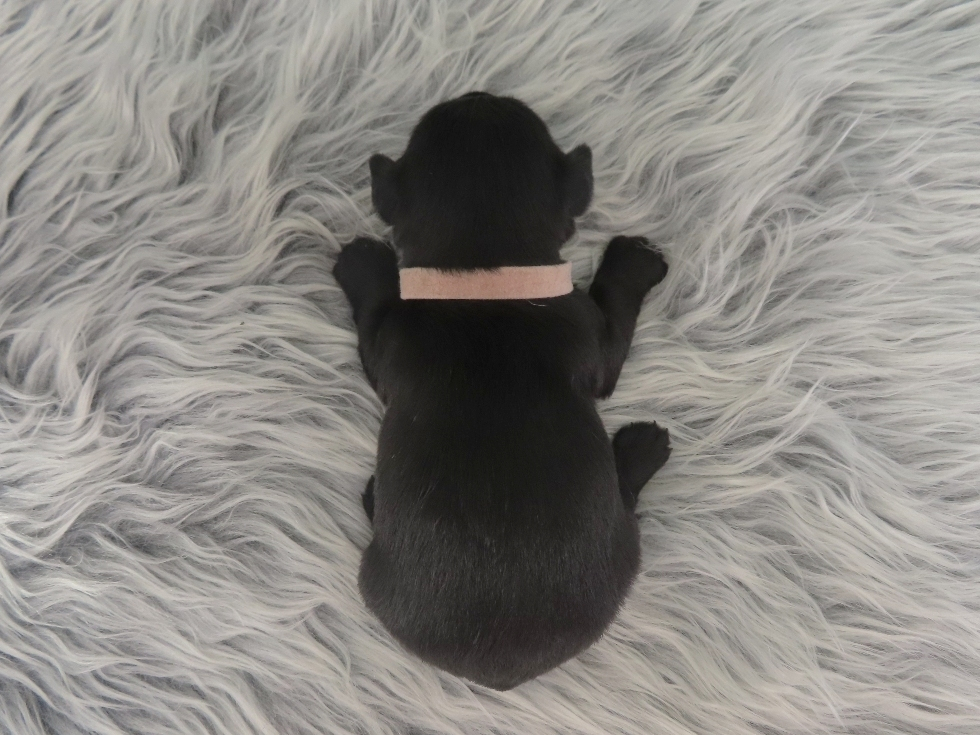 Dora 3wk 6
