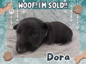 Home 6 Dora 3wk FT 3