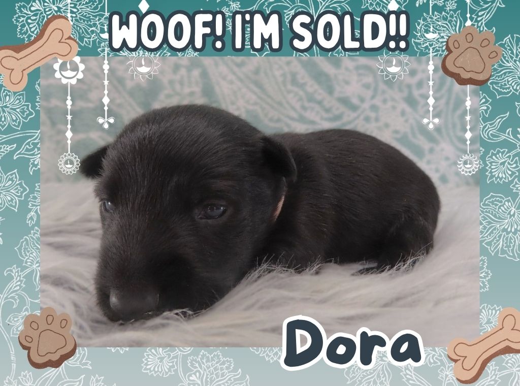 Dora 3wk FT 3
