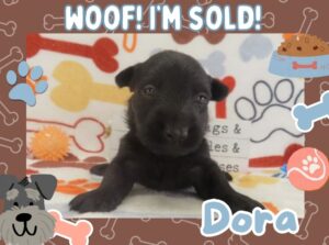 Home 6 Dora 4wk FT 3