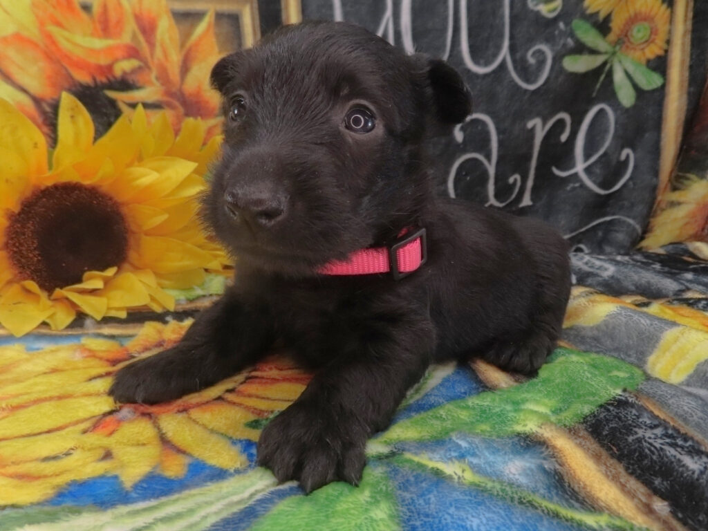 Dora 5wk 2