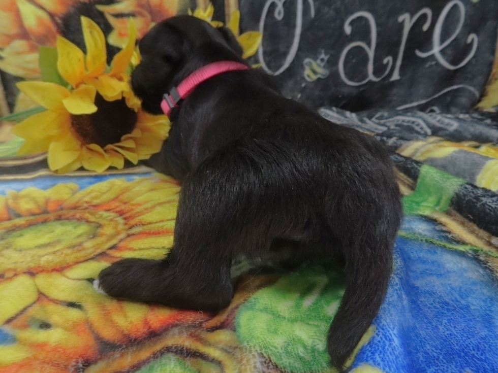 Dora 5wk 4
