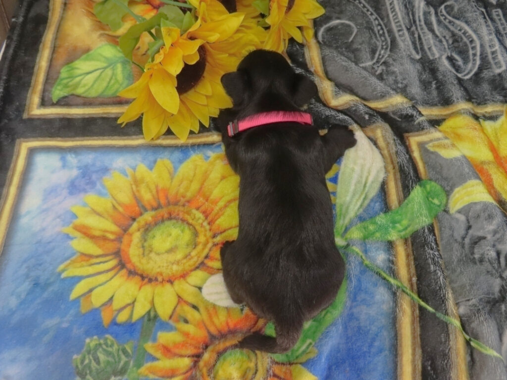 Dora 5wk 5