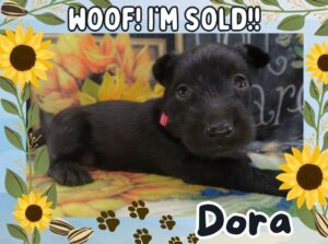Home 6 Dora 5wk FT 3