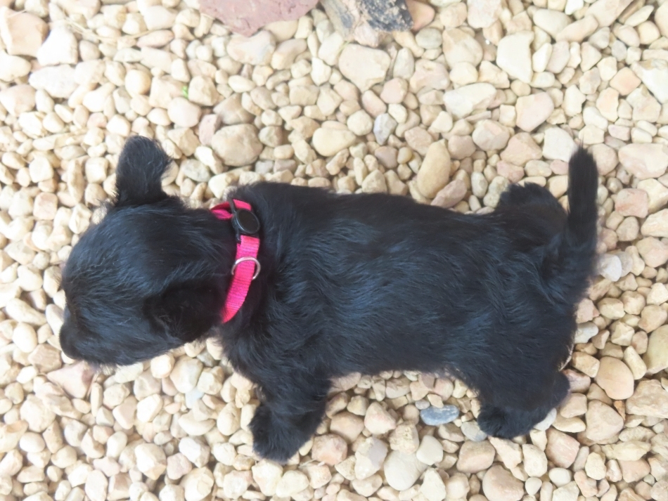 Dora 6wk 5