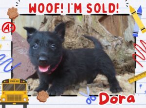 Home 6 Dora 6wk FT 3