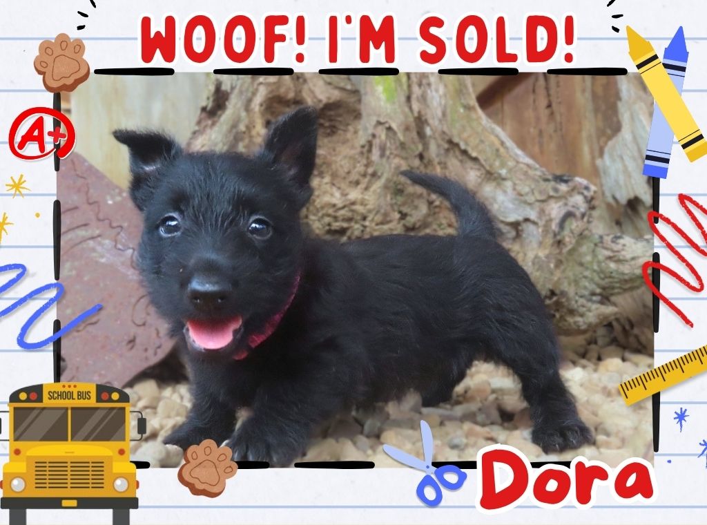 Dora 6wk FT 3