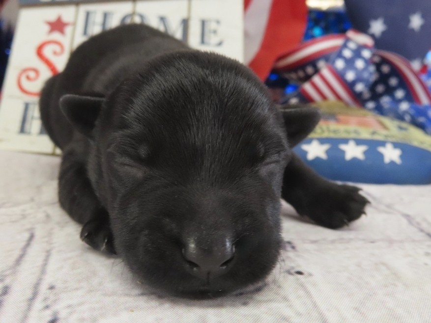 Duckie 1wk 1