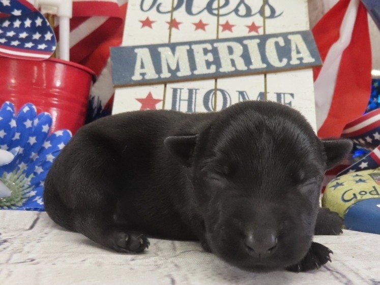 Duckie 1wk 3