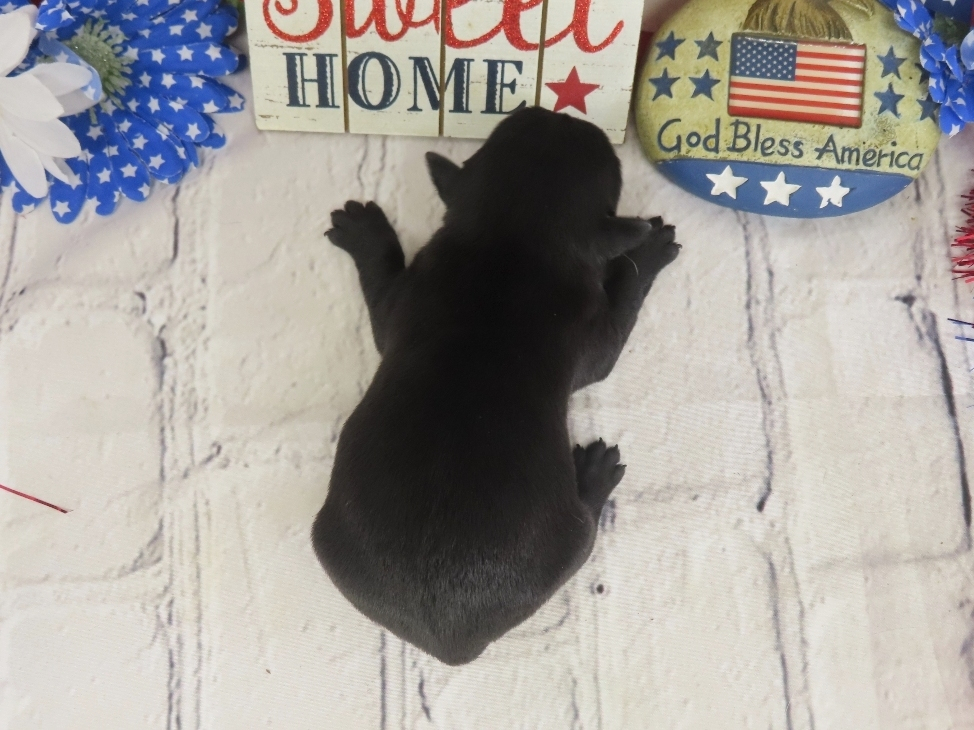 Duckie 1wk 5
