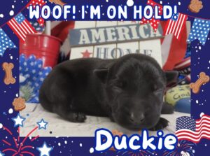 Duckie 1wk FT 2