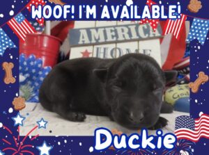 Duckie 1wk FT