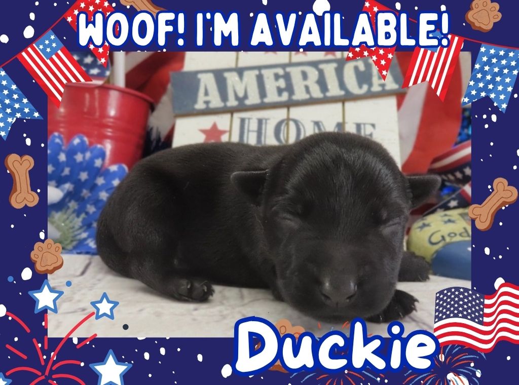 Duckie 1wk FT