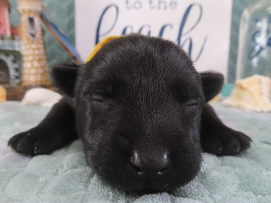 Duckie 2wk 1